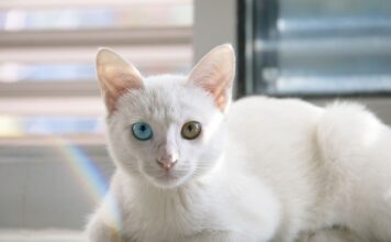 Na czym polega współpraca dyrektora z rada rodziców?