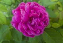 Czy ZUS udziela porad prawnych?