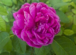 Czy ZUS udziela porad prawnych? Czy ZUS udziela porad prawnych?