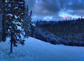 Czy po licencjacie można pracować w liceum?